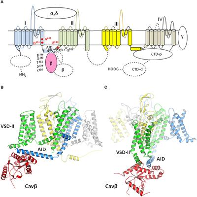 Atomic Mechanisms of Timothy Syndrome-Associated Mutations in Calcium Channel Cav1.2